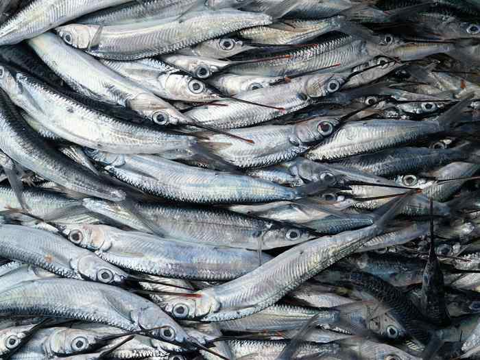 Fresh fish packed on ice